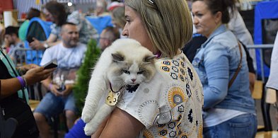 Dzień zakochanych z kotami. Mruczące piękności znów we Wrześni