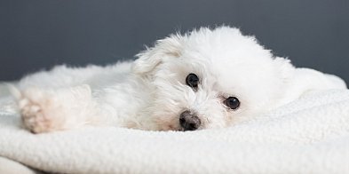 Wszystko, czego potrzebujesz dla swojego pupila-40467