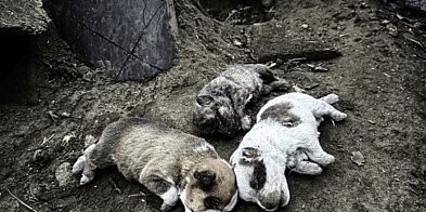 Gehenna psów w gospodarstwie pod Kołaczkowem-40698