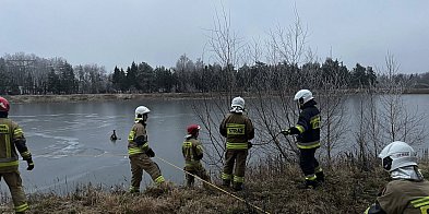 Jeleń uwięziony na lodzi-41218