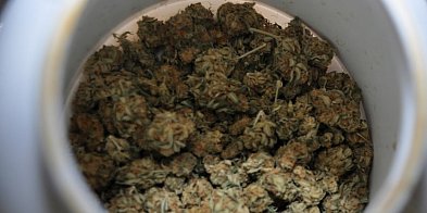 36-latek miał sporo marihuany-41467