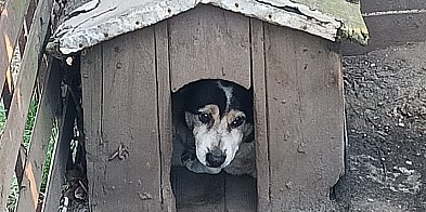 Mróz to wyrok dla psa na łańcuchu