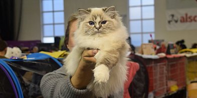 Mruczące piękności we Wrześni