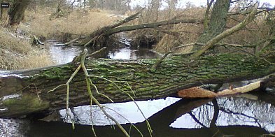 Wielkie drzewa zalegają we Wrześnicy [FOTO]