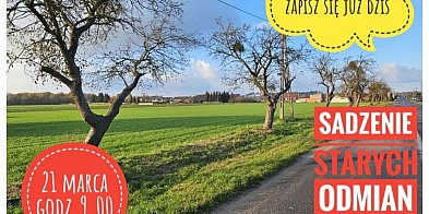 Sadzenie jabłoni w Orzechowie