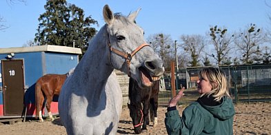 Miliony na nowy dom dla psich i końskich weteranów