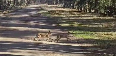 Zajęcze amory. Miłość na pełnej prędkości [WIDEO]