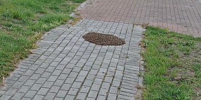 Rój pszczół na chodniku w Pyzdrach