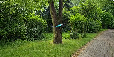 Hulajnoga na drzewie. Nietypowy widok za stacją paliw