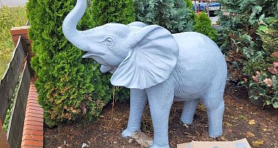 Zniknął słoń-symbol, który przetrwał pożar. Bemag prosi o pomoc-39702