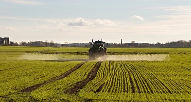 Zwalczanie mączniaka prawdziwego w uprawach – skuteczne opryski i preparaty-39935