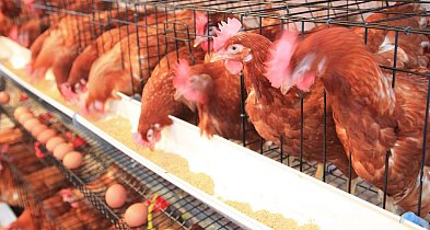 Zjadliwa grypa ptaków. Ograniczenia w kilku gminach powiatu-39953