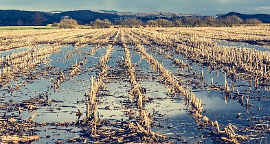 Jak poradzić sobie z trudnościami wprowadzenia uprawy bezorkowej?