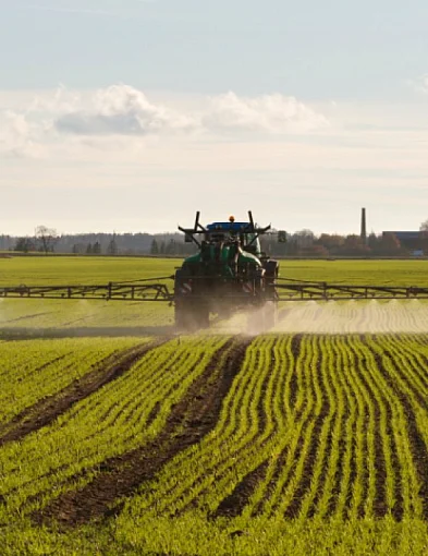 Zwalczanie mączniaka prawdziwego w uprawach – skuteczne opryski i preparaty-39935