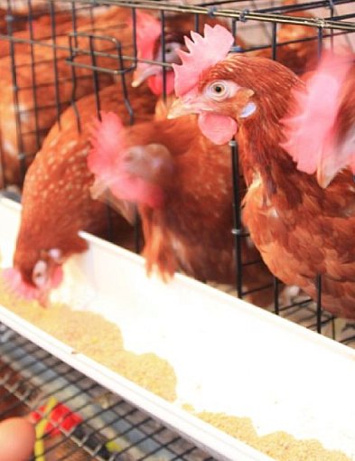 Zjadliwa grypa ptaków. Ograniczenia w kilku gminach powiatu-39953