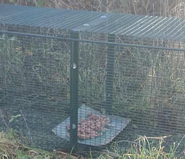 Skradziono klatkę-łapkę. Psi-jaciel apeluje o zwrot-40106