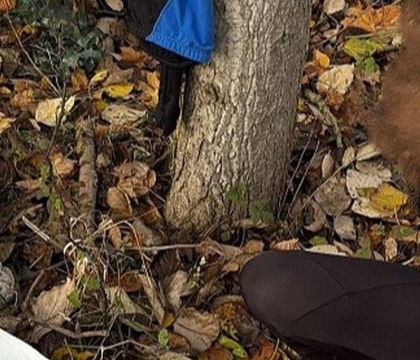 Nielegalny ogrodnik z Nekli. 38-latek wpadł dwa razy-40319