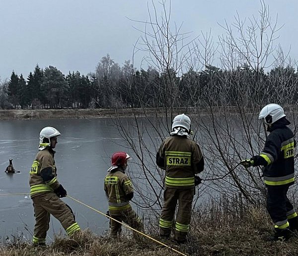 Jeleń uwięziony na lodzi. Strażacy ruszyli z pomocą-41218
