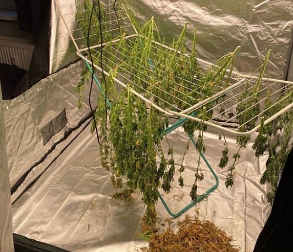 REGION: Domowy namiot pełen marihuany na suszarce