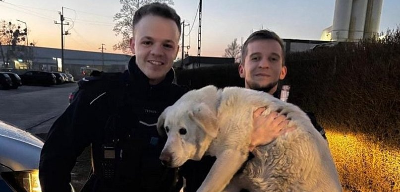 Zziębnięty i zagubiony. Pies potrzebował pomocy