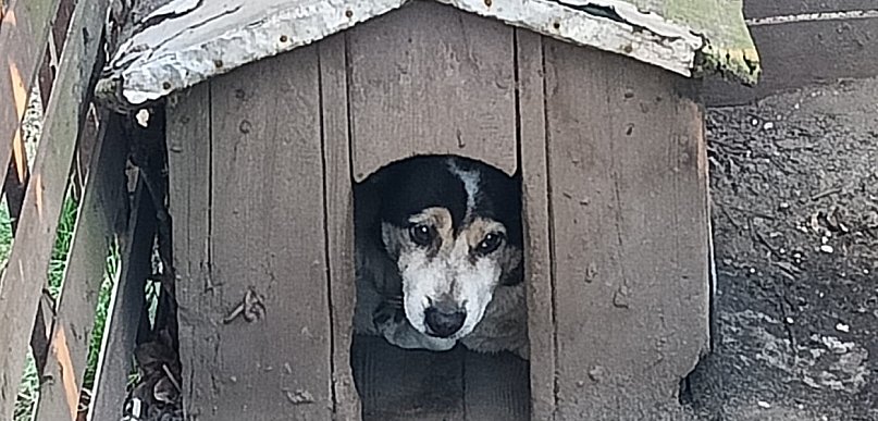 Mróz to wyrok dla psa na łańcuchu