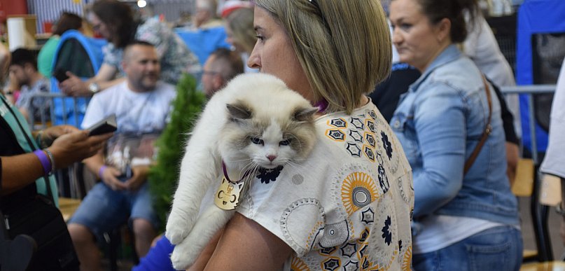 Dzień zakochanych z kotami. Mruczące piękności znów we Wrześni
