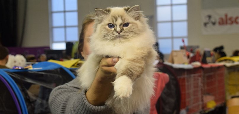 Konkurs mruczących piękności. Września gospodarzem międzynarodowej wystawy