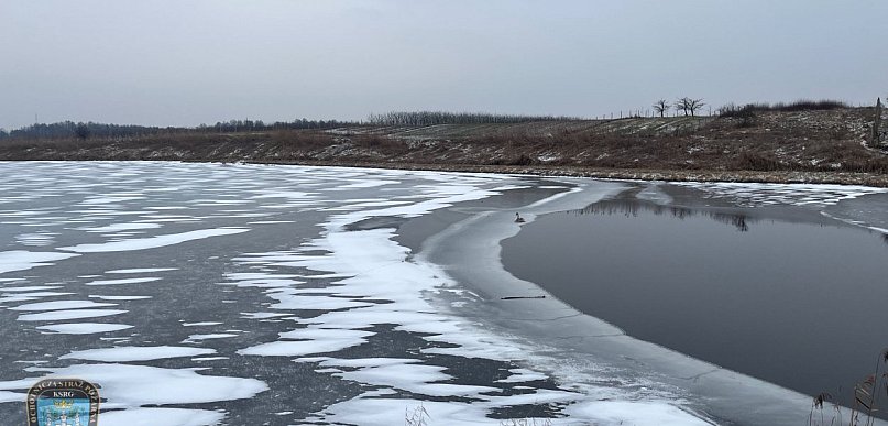 Strażacy z Pyzdr ruszyli na pomoc łabędziowi