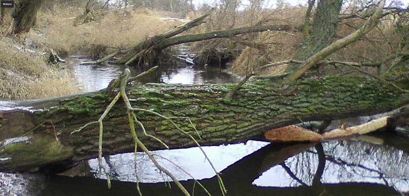 Wielkie drzewa zalegają we Wrześnicy. Realna groźba podtopień [FOTO]