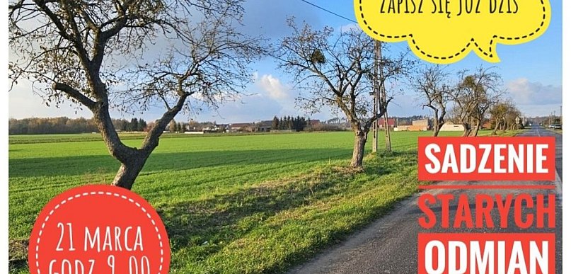 Sadzenie jabłoni w Orzechowie. Sołtys zaprasza mieszkańców