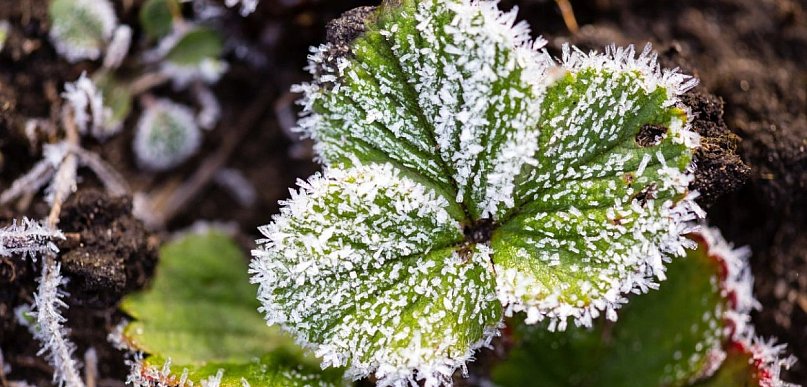 Pogoda dla Wrześni. Przymrozki uderzą w nocy, a Wielkanoc bez ciepła