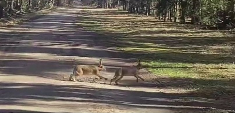 Zajęcze amory, czyli miłość na pełnej prędkości [WIDEO]