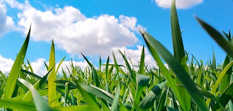 Biopon - nawóz, który wspiera wzrost i zdrowy rozwój roślin