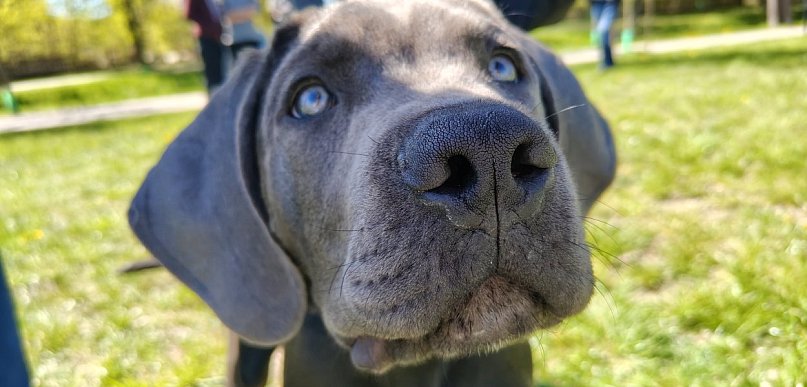 Psie spotkanie przy tężni na Wrzosowej