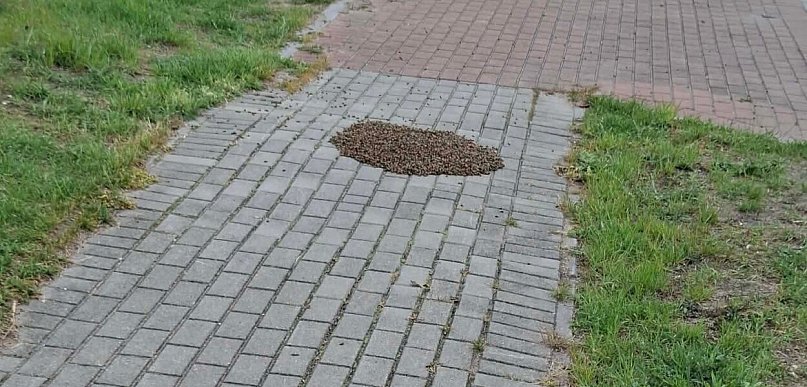 Rój pszczół na chodniku w Pyzdrach