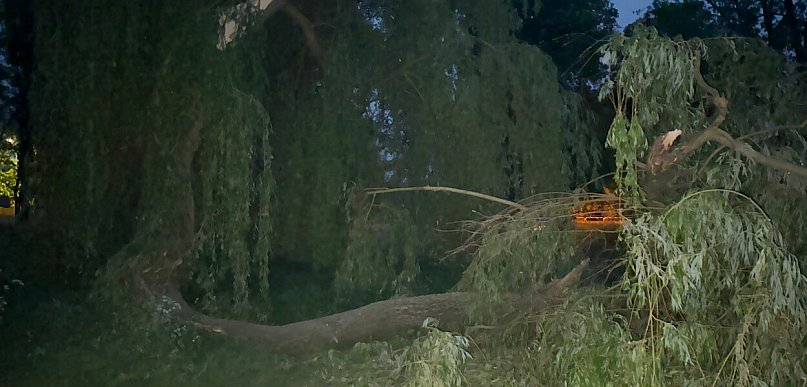 Niebezpieczeństwo nad zalewem. Gigantyczna gałąź runęła na uczęszczaną drogę