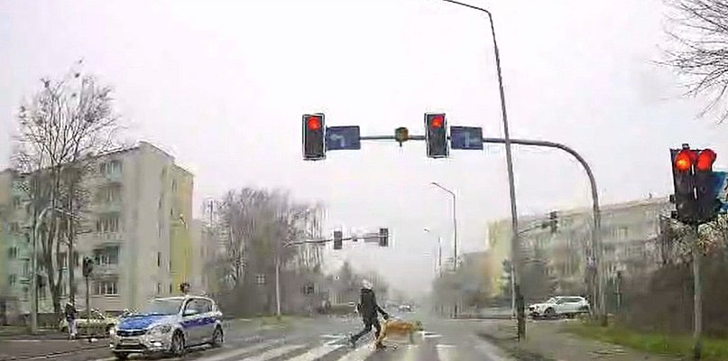 Fejkowy radiowóz na ulicach Wrześni: „Mają kupę, jak mnie widzą” [WIDEO]