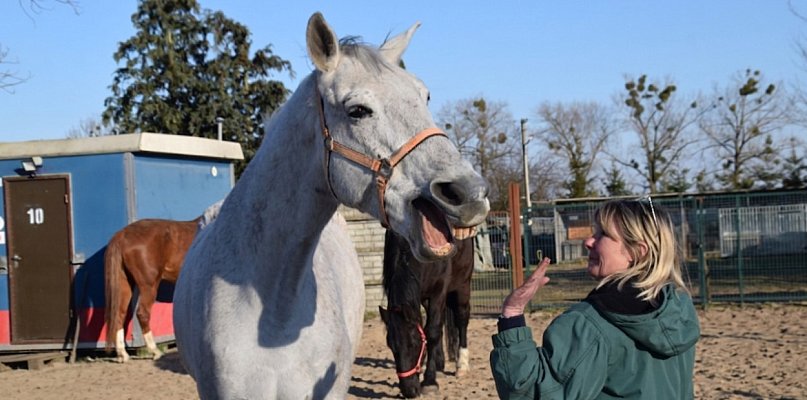 Miliony potrzebne na nowy dom dla psich i końskich weteranów