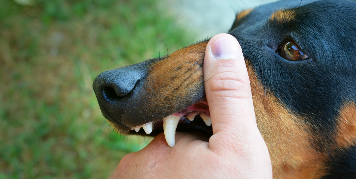 Narasta niepokojący trend wśród psów. Eksperci nie mają wątpliwości