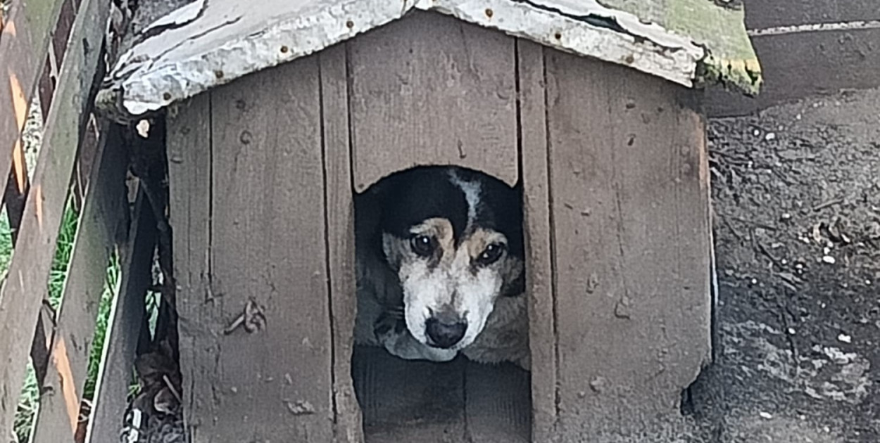 Mróz to wyrok dla psa na łańcuchu