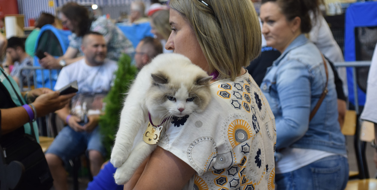 Dzień zakochanych z kotami. Mruczące piękności znów we Wrześni