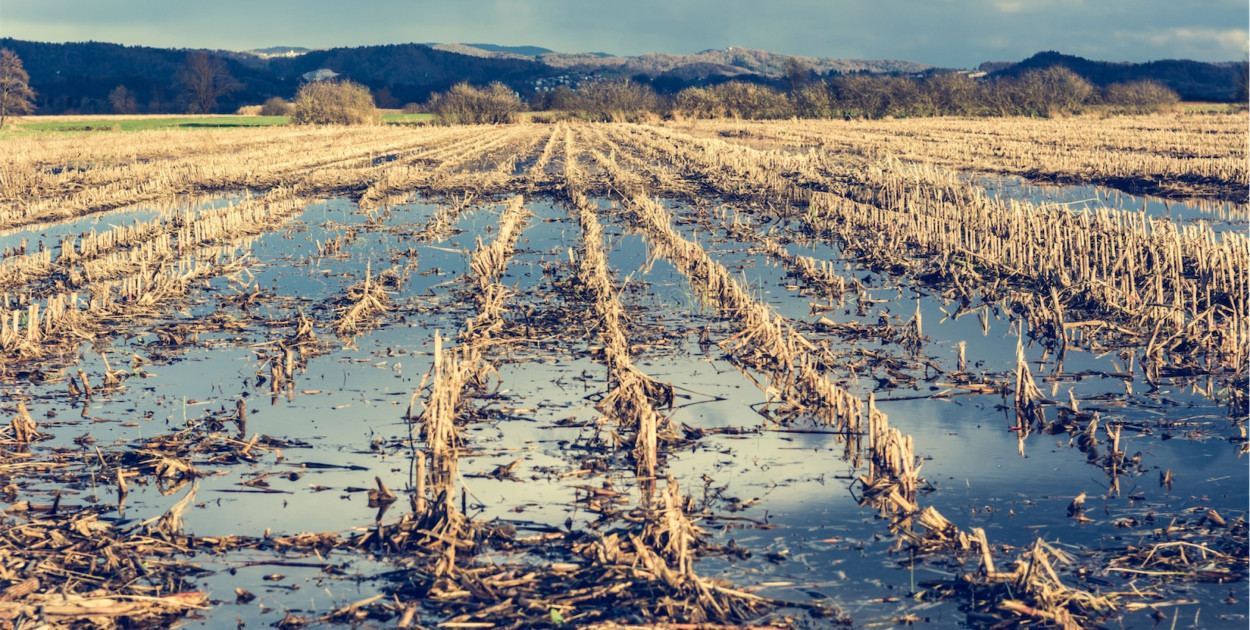 Jak poradzić sobie z trudnościami wprowadzenia uprawy bezorkowej?