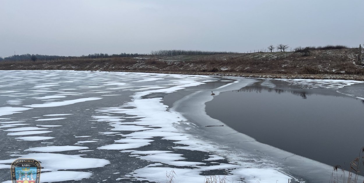 Strażacy z Pyzdr ruszyli na pomoc łabędziowi
