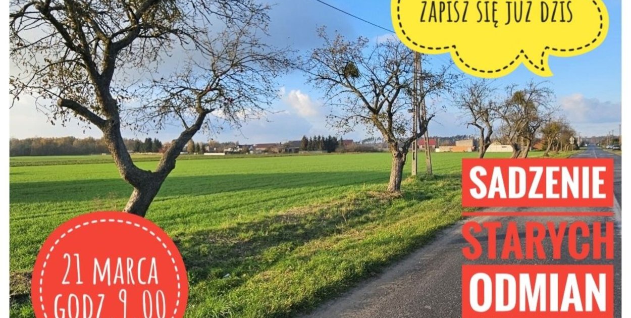 Sadzenie jabłoni w Orzechowie. Sołtys zaprasza mieszkańców