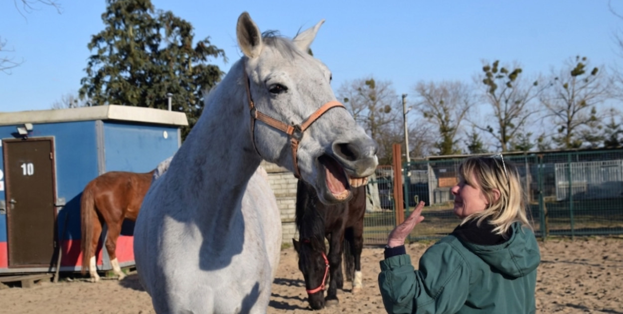 Miliony potrzebne na nowy dom dla psich i końskich weteranów