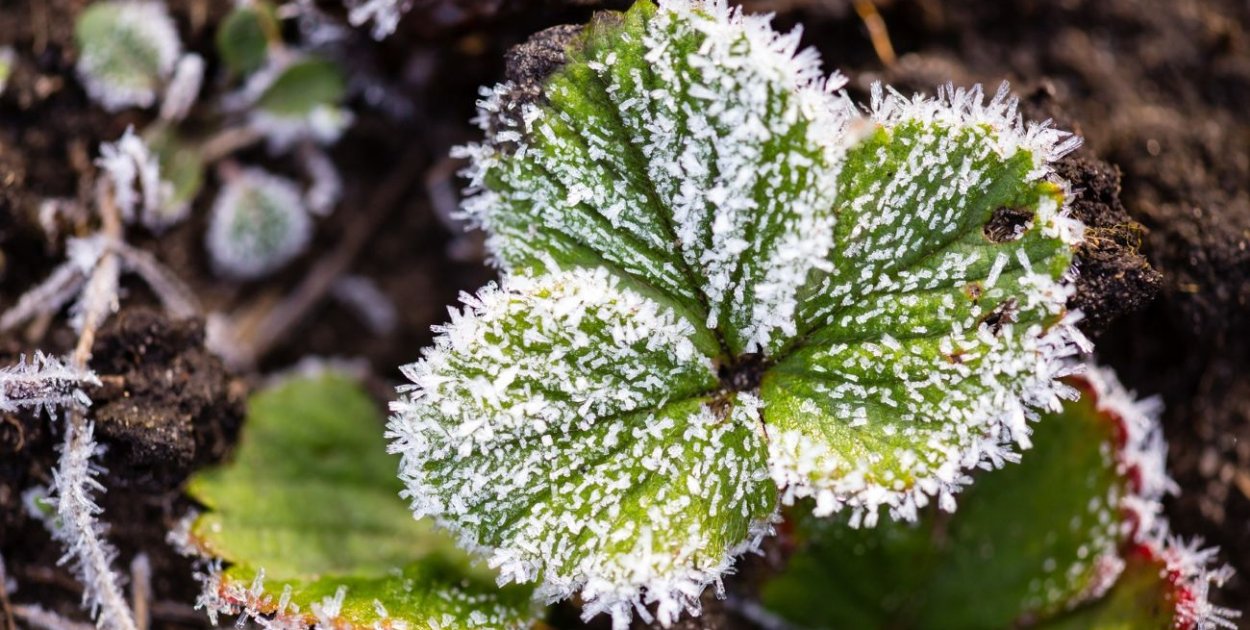 Pogoda dla Wrześni. Przymrozki uderzą w nocy, a Wielkanoc bez ciepła