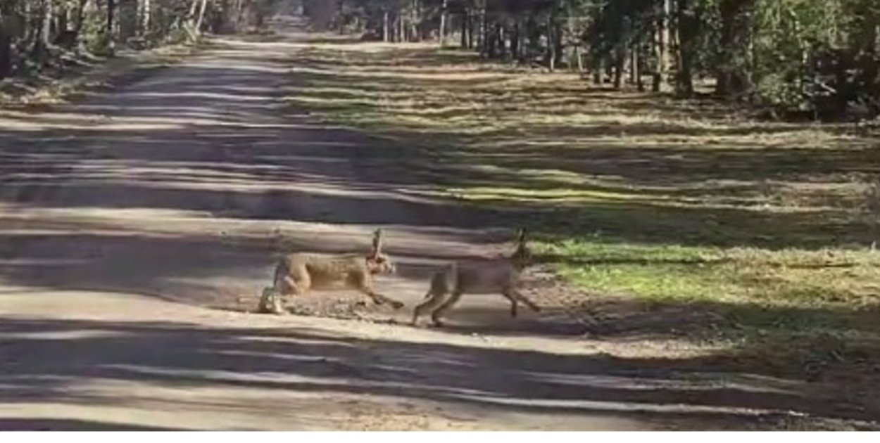Zajęcze amory, czyli miłość na pełnej prędkości [WIDEO]