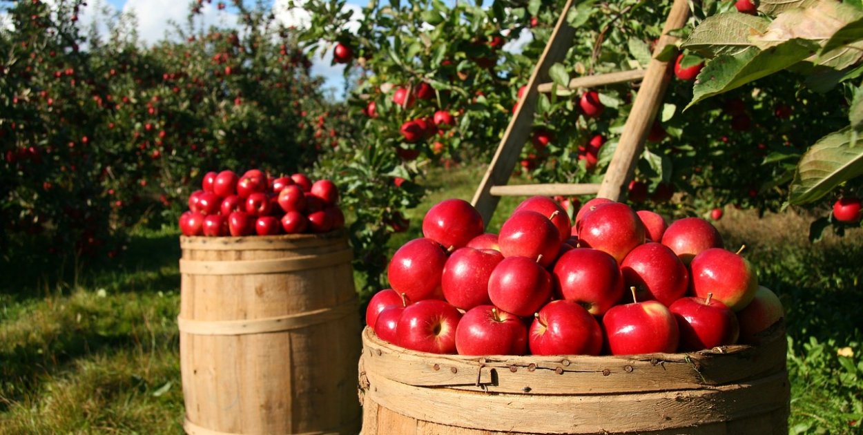 Jak zaplanować efektywne nawadnianie kropelkowe w ogrodzie i sadzie
